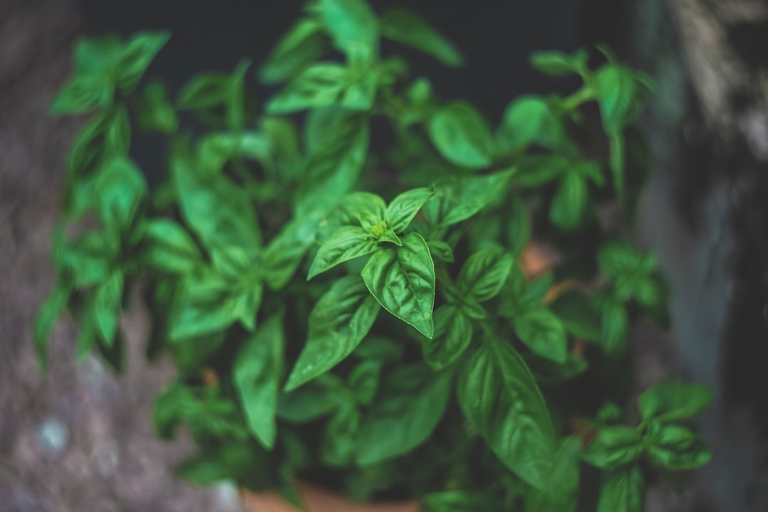 Photo Ayurvedic herbs